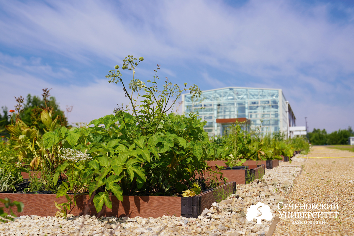  Новоселье для деревьев и цветов: знаменитый Ботанический сад Сеченовского Университета переехал на новое место жительства 