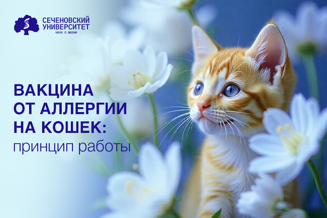 Ученые Сеченовского Университета рассказали, как устроена новая вакцина от аллергии на кошек