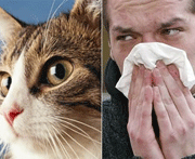 Аллергия к домашним животным