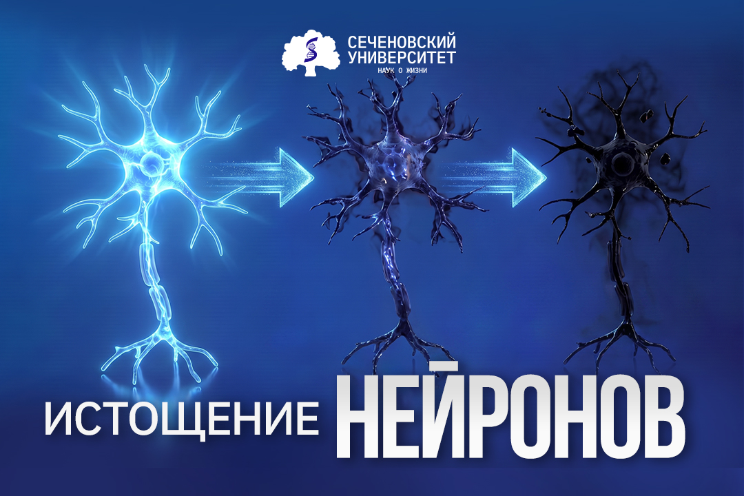 Ученые Сеченовского Университета выяснили, почему нейропротекторы при инсульте хуже работают у пожилых