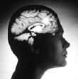 Нейрогенез во взрослом мозге: влияние стресса и депрессии