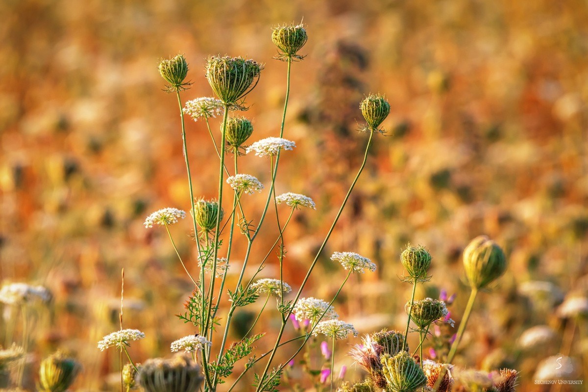 Australian and Mediterranean herbs compared by antioxidant effect