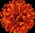 Всемирный день борьбы с гепатитами 19 мая thumbnail