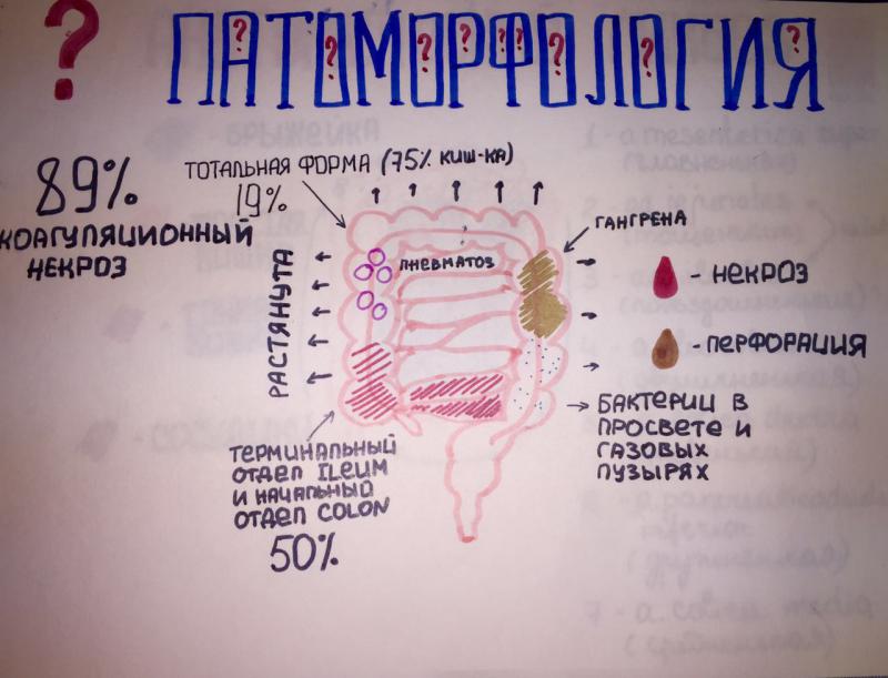 Учебно-образовательный круглый стол: НЕКРОТИЧЕСКИЙ ЭНТЕРОКОЛИТ НОВОРОЖДЕННОГО