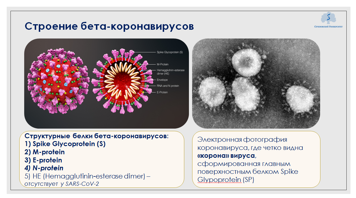 Новая волна коронавируса ответы иммунолога на самые популярные вопросы