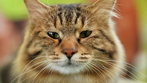 В России начались доклинические исследования вакцины от аллергии на кошек