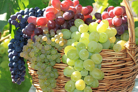 Много калия и сахара: польза и вред винограда