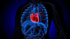  Возбудитель COVID-19 вызывает синдром разбитого сердца 