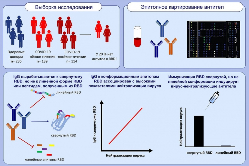 COVID19. Выявлены  новые особенности иммунного ответа к коронавирусу 