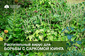  В Сеченовском Университете предложили использовать растительный вирус для борьбы с саркомой Юинга 