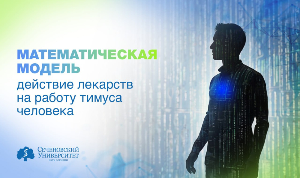  Ученые Сеченовского Университета разработали математическую модель для прогноза действия лекарств на работу тимуса человека 
