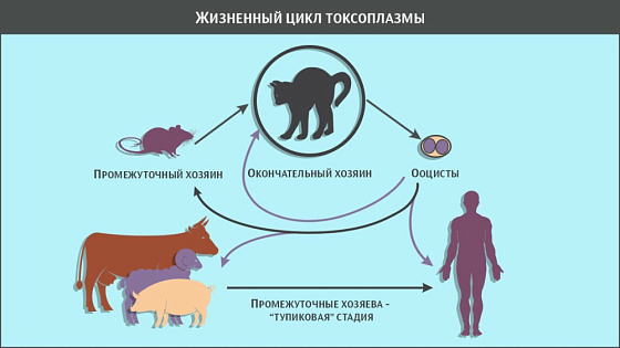 Эксперт Сеченовского университета рассказывает о том, как токсоплазма может влиять на работу мозга