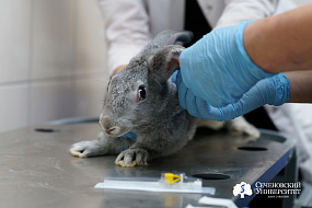 Ученые Сеченовского Университета нашли способ управлять регенерацией хрящевой ткани 