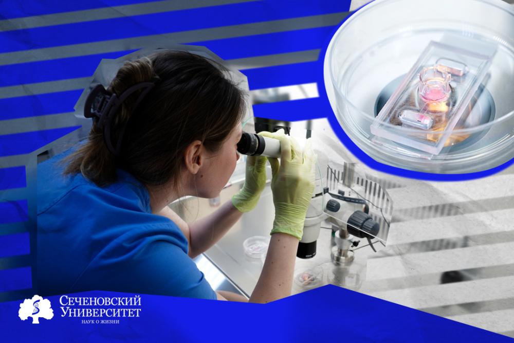  Ученые Сеченовского Университета нашли способ улучшить модели кожи для исследования лекарств 