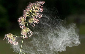  Академик РАН отверг влияние пыльцы на распространение коронавируса 